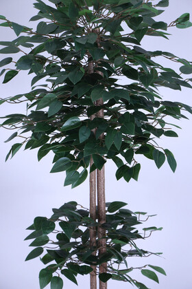 Yapay Benjamin Ağacı 155 cm Ağaç Gövdeli Yeşil (Ahşap Siyah Gold-Saksı) - Thumbnail