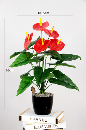 Siyah Saksıda Kırmızı Antoryum Bitkisi 65 cm - 2