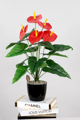 Siyah Saksıda Kırmızı Antoryum Bitkisi 65 cm - 3