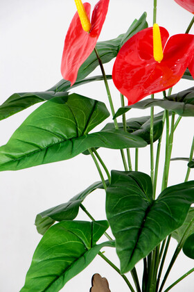 Siyah Saksıda Kırmızı Antoryum Bitkisi 65 cm - 4