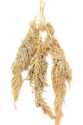 Şoklanmış Sarkan Amaranthus Demeti Açık Kahve - Yapay Çiçek Deposu