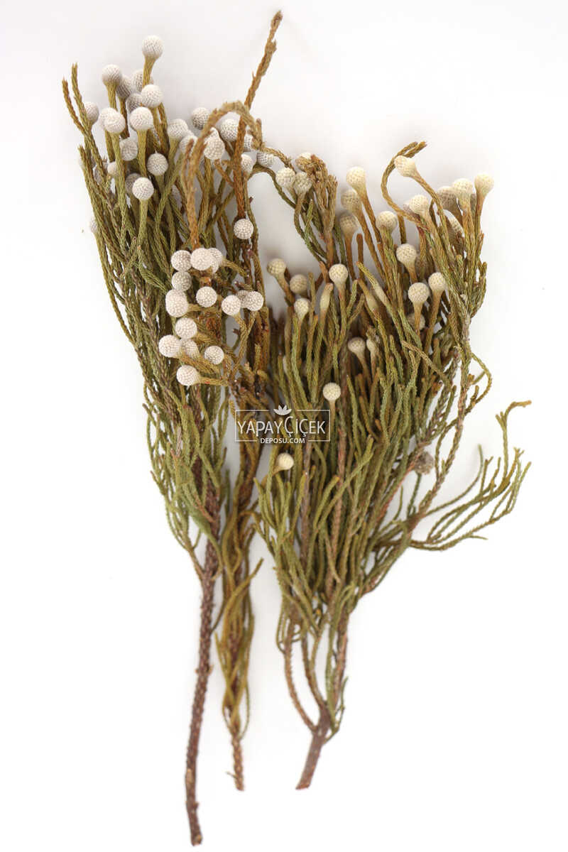 Doğal Brunia Çiçeği Demeti (Kod 621)