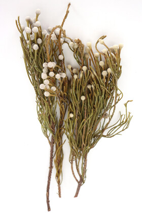 Yapay Çiçek Deposu - Doğal Brunia Çiçeği Demeti (Kod 621)