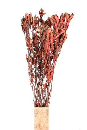 Yapay Çiçek Deposu - Şoklanmış Gökçe Dalı Demeti 50 cm Kırmızı