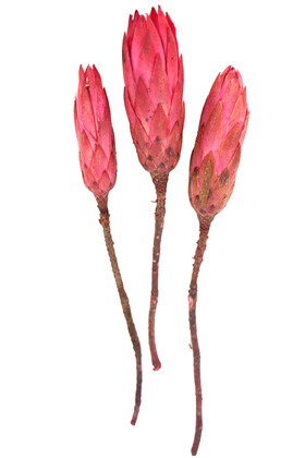 Yapay Çiçek Deposu - Doğal Kuru Çiçek Protea Enginar Çiçeği 3 Adet (Kod 619)