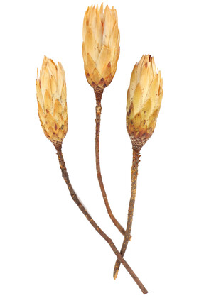 Yapay Çiçek Deposu - Doğal Kuru Çiçek Protea Enginar Çiçeği 3 Adet (Kod 642)