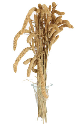 Yapay Çiçek Deposu - Şoklanmış Setteria Boncuk Demeti 100 gr Naturel