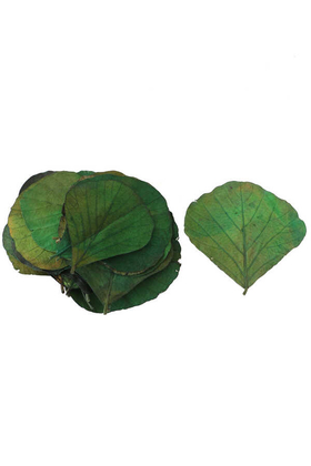 Yapay Çiçek Deposu - 25li Paket Şoklanmış Yaprak Cobra Leaf Grecol Yeşil