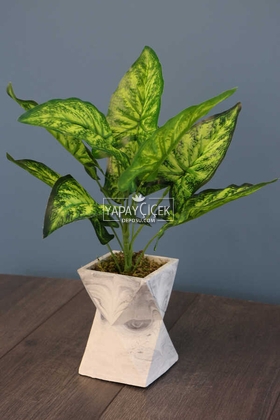 Beton Saksıda Dieffenbachia Bitkisi 45 cm - Thumbnail