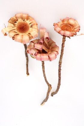 Yapay Çiçek Deposu - Doğal Kuru Çiçek Protea Pod 3 Adet (Kod 606)