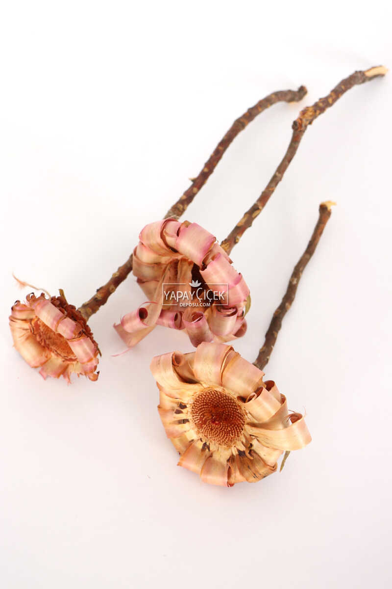 Doğal Kuru Çiçek Protea Pod 3 Adet (Kod 606)