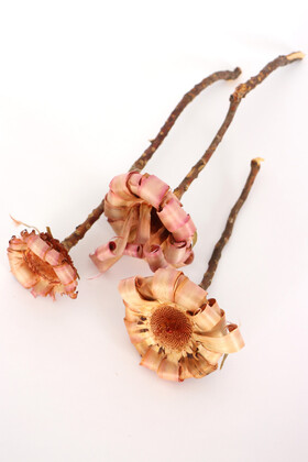 Doğal Kuru Çiçek Protea Pod 3 Adet (Kod 606) - Thumbnail
