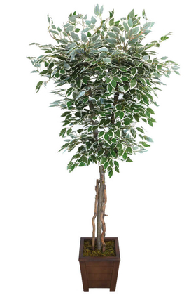 Yapay Çiçek Deposu - Starlight Benjamin Ağaç Saksılı 180 cm