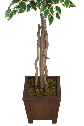 Starlight Benjamin Ağaç Saksılı 180 cm - Thumbnail