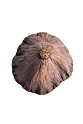 Succulent Lotus Plant Gerçek Lotus Çiçeği 20li Paket - Thumbnail
