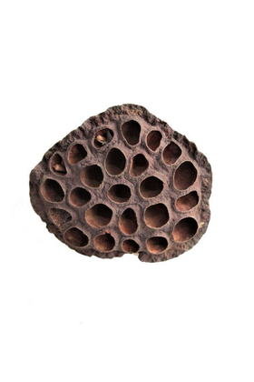 Yapay Çiçek Deposu - Succulent Lotus Plant Gerçek Lotus Çiçeği