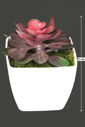 Melamin Saksıda Yapay Succulent Sukulent Sedum Makinoi 17cm - Thumbnail