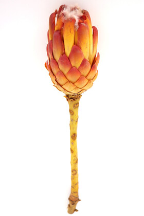 Yapay Çiçek Deposu - Doğal Kuru Çiçek Cynara Enginar Bitkisi (Kod 610)