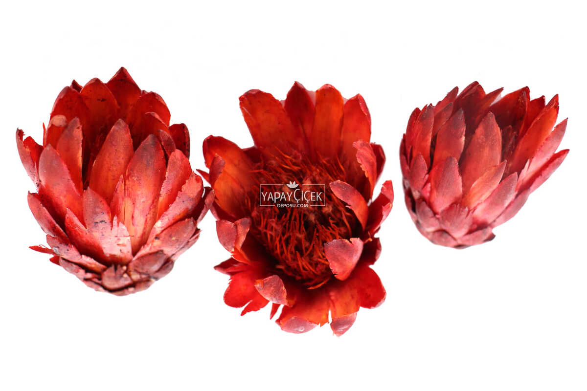 Doğal Kuru Çiçek Tek Kafa Protea Enginar Çiçeği 3 Adet (Kod 638)