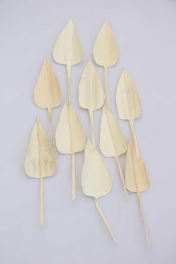 10lu Palm Arrow Leaves