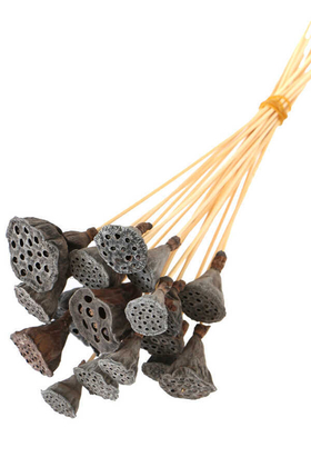 Yapay Çiçek Deposu - 20 Adet Bambu Şiş Saplı Mini Lotus Plant(Gerçek Lotus)