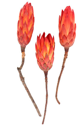 Yapay Çiçek Deposu - Doğal Kuru Çiçek Protea Enginar Çiçeği 3 Adet (Kod 601-641)