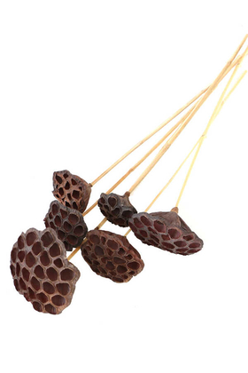 Yapay Çiçek Deposu - Succulent Lotus Plant Gerçek Lotus Çiçeği Bambu Saplı 6 Adet
