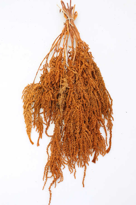 Yapay Çiçek Deposu - Şoklanmış Sarkan Amaranthus Demeti 100 gr Mat Turuncu