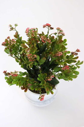 Beton Saksıda Kalanşo Çiçeği (Kalanchoe) 45cm Pembe - Thumbnail