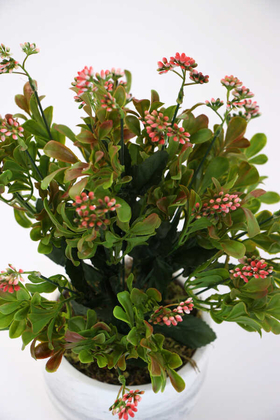 Beton Saksıda Kalanşo Çiçeği (Kalanchoe) 45cm Pembe - Thumbnail