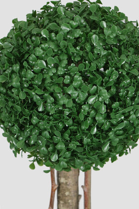Yapay Küçük Şimşir Ağacı 50 cm Beyaz Saksılı - Thumbnail