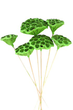 Succulent Lotus Plant Gerçek Lotus Çiçeği Bambu Saplı 6 Adet Retro Yeşil - Thumbnail