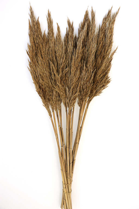 Şoklanmış Bodur Pampas Küçük Püsküllü 10lu 55cm Naturel-Açık Kahve - Yapay Çiçek Deposu