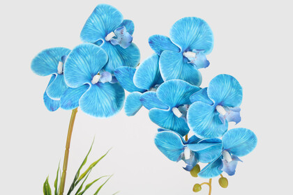Oval Renkli Ahşap Saksıda Tek Dal Orkide Aranjmanı 55 cm Mavi - Thumbnail