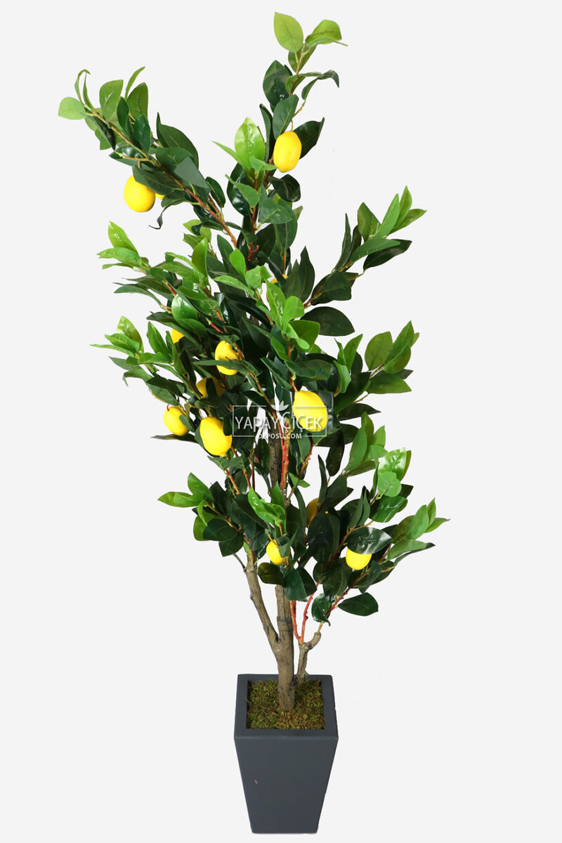 Ahşap Mdf Saksıda Yapay Lüx Limon Ağacı 200 cm