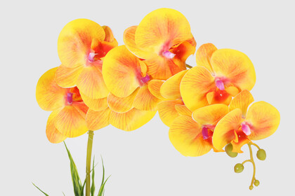 Oval Renkli Ahşap Saksıda Tek Dal Orkide Aranjmanı 55 cm Turuncu - Thumbnail