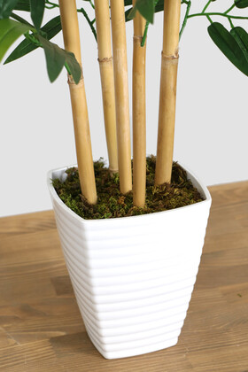 Kaliteli Melamin Saksıda İri Yapraklı Bambu Ağacı 150 cm - Thumbnail