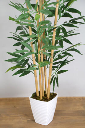 Kaliteli Melamin Saksıda İri Yapraklı Bambu Ağacı 150 cm - Thumbnail