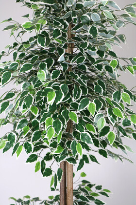 Gri Metal Saksıda Yapay Benjamin Ağacı (Ficus benjamina) 180 cm Yeşil Beyaz - Thumbnail