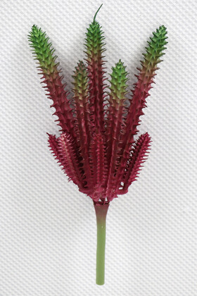 Yapay Çiçek Deposu - Yapay Succulent Sukulent Kaktüs Huernia Penzigii Kızıl
