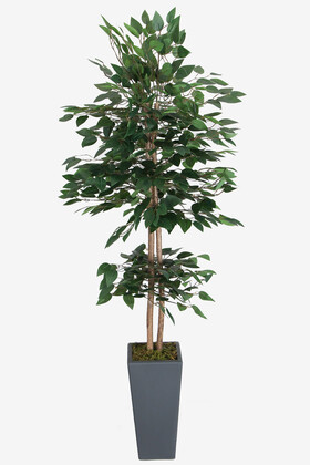 Yapay Çiçek Deposu - Yapay Benjamin Ağacı 155 cm Ağaç Gövdeli Yeşil (Ahşap Antrasit Saksı)
