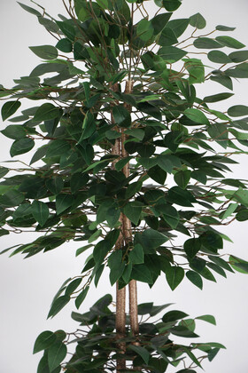 Yapay Benjamin Ağacı 155 cm Ağaç Gövdeli Yeşil (Ahşap Antrasit Saksı) - Thumbnail