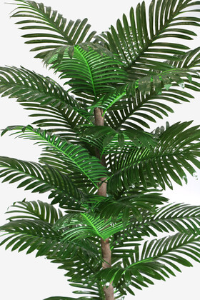 Oval Saksıda Areka Ağacı 24 Yapraklı 180 cm - Thumbnail