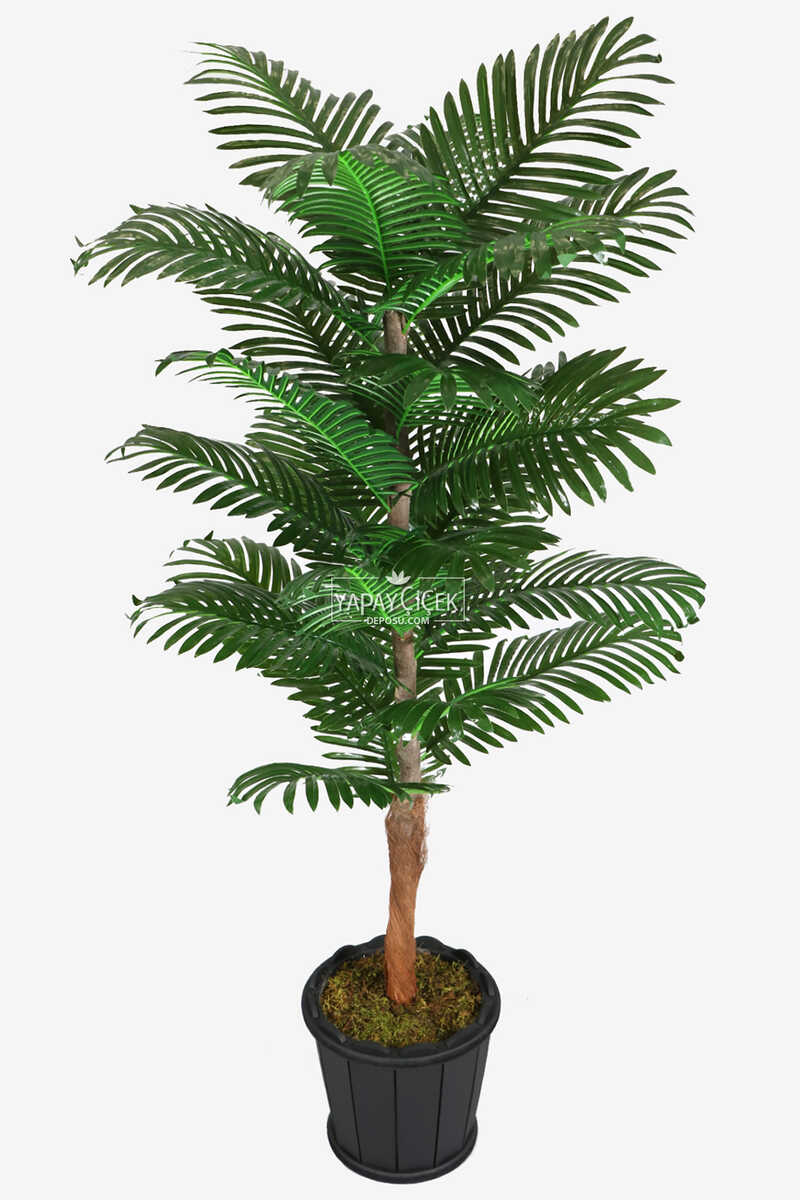 Oval Saksıda Areka Ağacı 24 Yapraklı 180 Cm