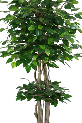 Uzun Ahşap Saksıda Yapay Benjamin Ağacı 180 cm Yeşil - Thumbnail