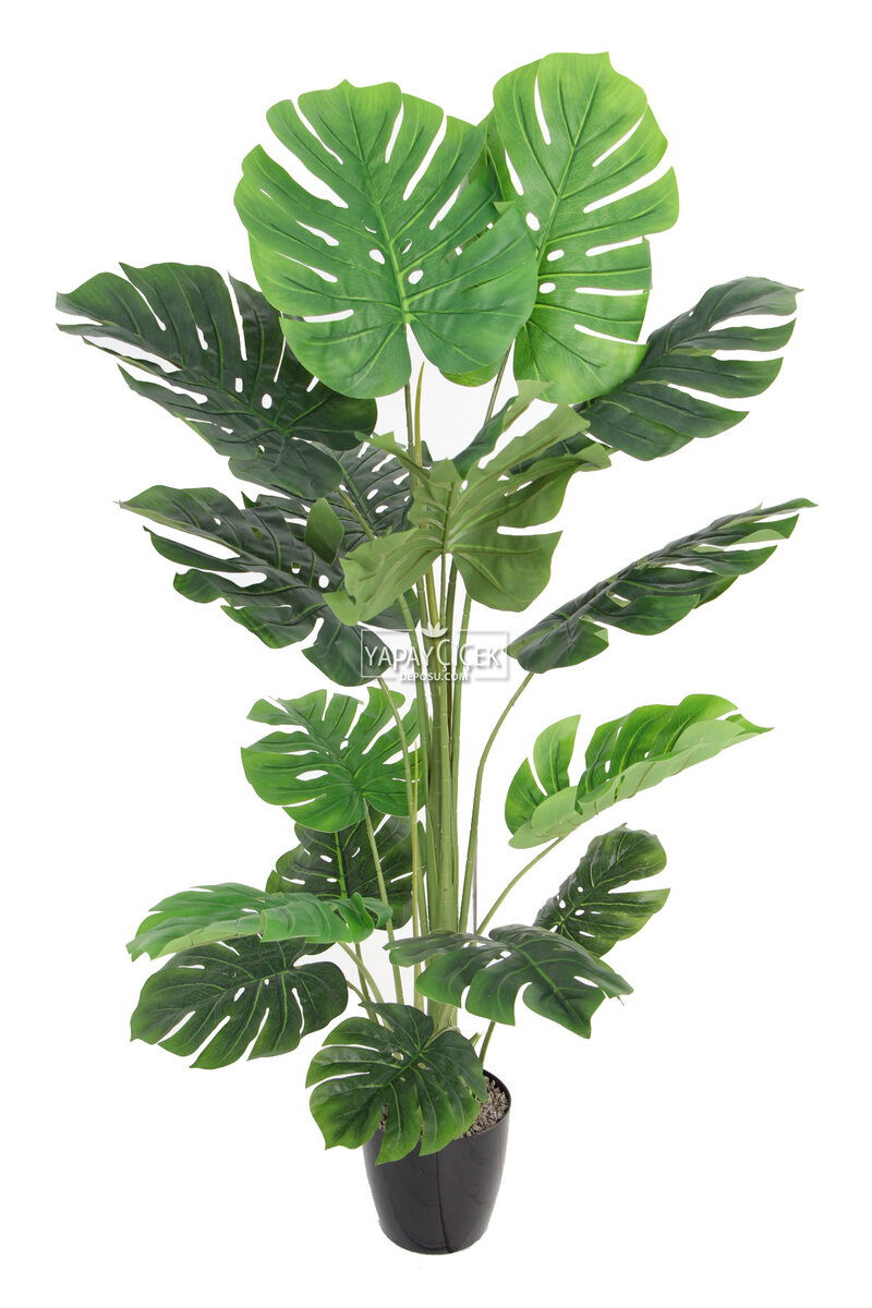 Yapay Deve Tabanı Ağacı (monstera Ağacı) Gerçek Dokulu 16 Yapraklı 150 Cm