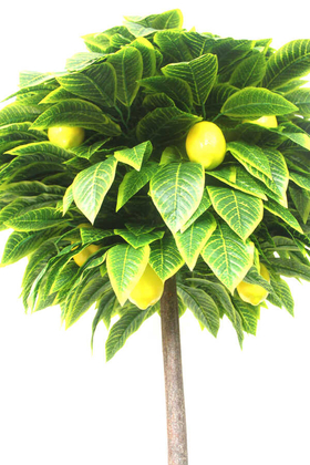 Yapay Ağaç Limon Ağacı 180 cm - Thumbnail
