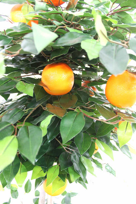 Yapay Ağaç Valensiya Portakal Ağacı 180 cm - Thumbnail