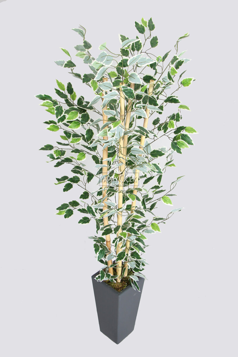 Yapay Benjamin Ağacı 155 Cm 4lü Bambu Gövdeli Yeşil-beyaz (ahşap Antrasit Saksı)