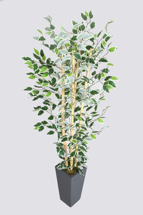 Yapay Çiçek Deposu - Yapay Benjamin Ağacı 155 cm 4lü Bambu Gövdeli Yeşil-Beyaz (Ahşap Antrasit Saksı)
